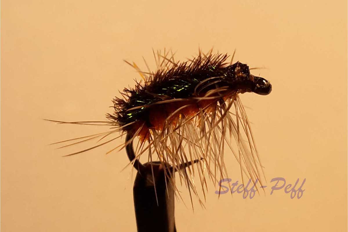orange shallback 20171215_134515_2.jpg