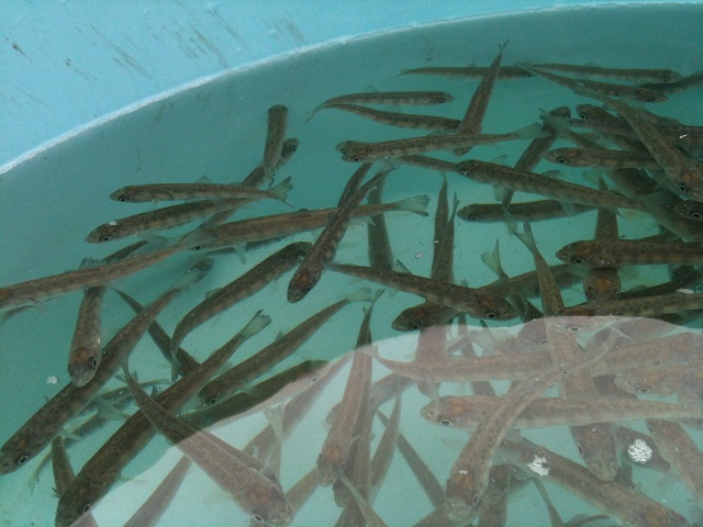 1. Huchen Lkr. R.JPG