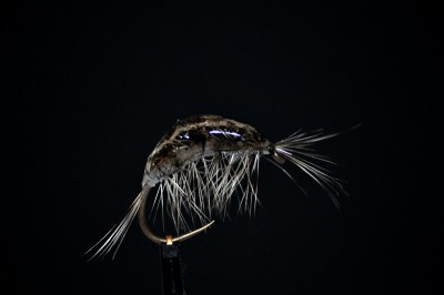 uv_resin_gammarus2.jpg