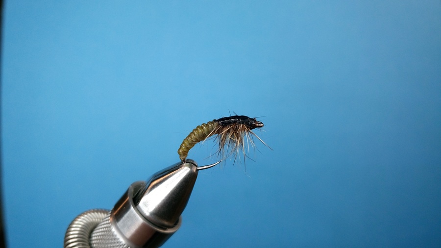 Catgut Czech