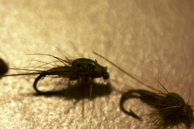 Baetis Rhodani