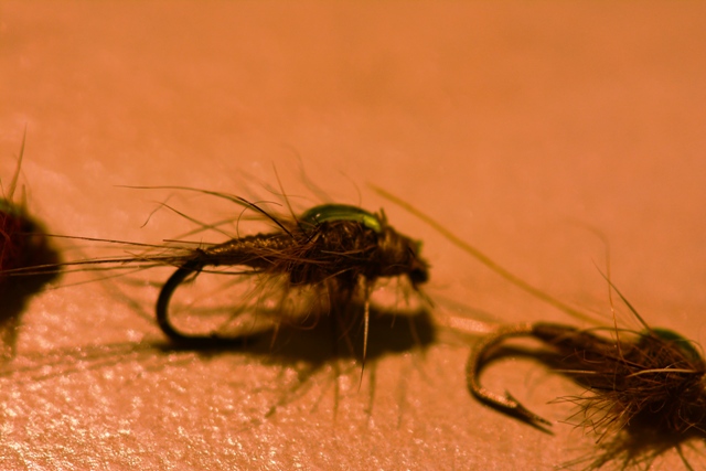Baetis Rhodani