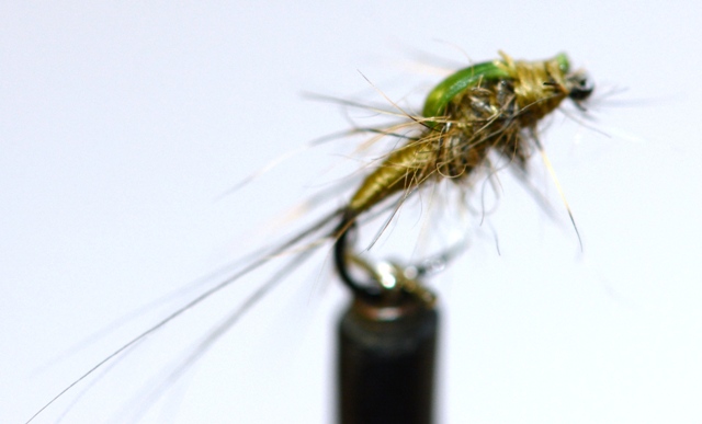Baetis Rhodani