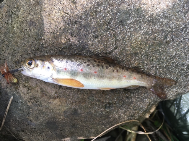 Brown Trout.jpg