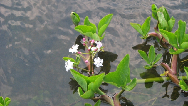 Am Wasser.jpg