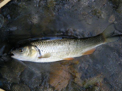 Der Döbel hatte ca 35 cm