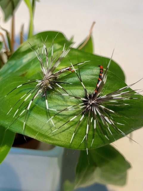 Para Spider Perlhuhn1.jpg
