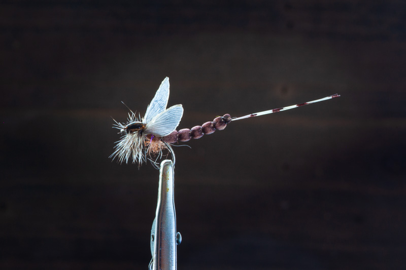 Maifliege braun2.jpg