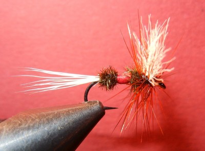 2. verusch einer Royal Wulff