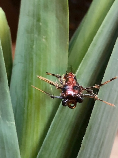 Steinklammerer nat2.jpg