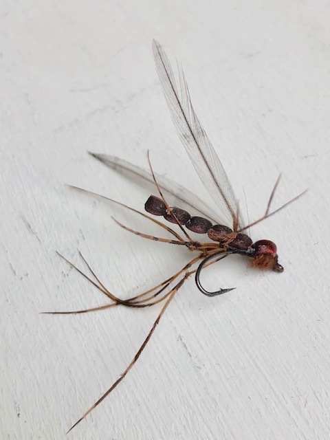 Schnake 2ext..jpg