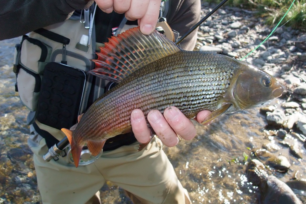 Schöne Äsche-an die 50 cm