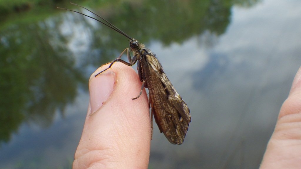 Köcherfliege 3 Inselweiher 2019 04.JPG