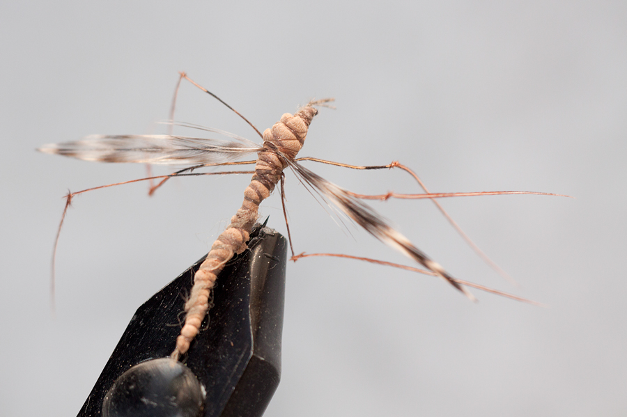 Daddy longlegs1