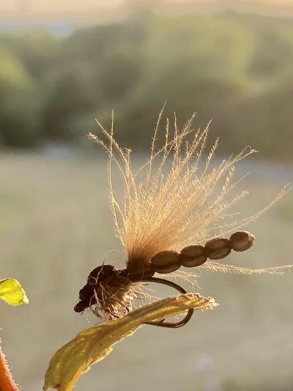 Sedge Foam.JPG