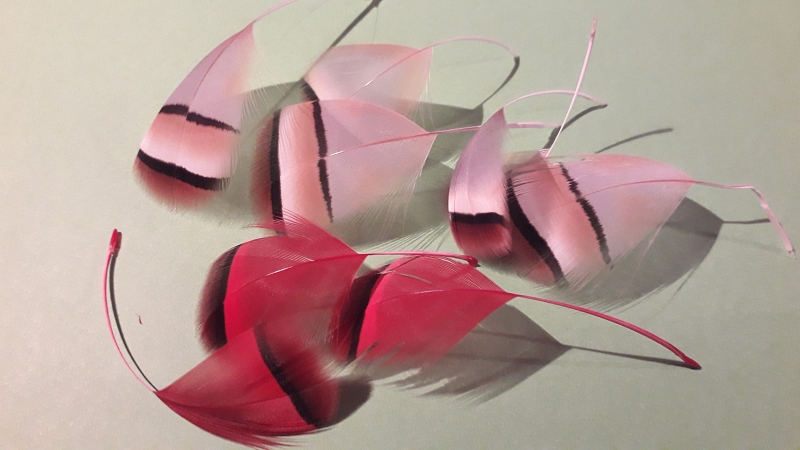 die Farben der hellen Federn stimmen nicht, da bei Kunstlicht aufgenommen.