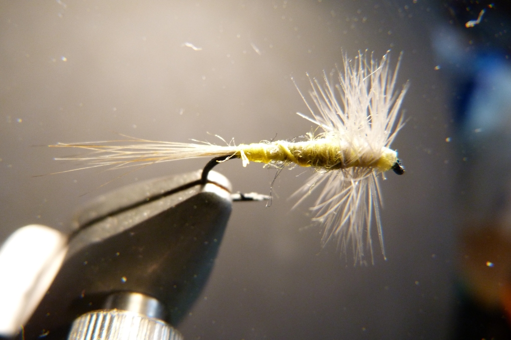 BWO 14.JPG