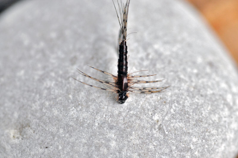 baetis_nymph_brown.jpg